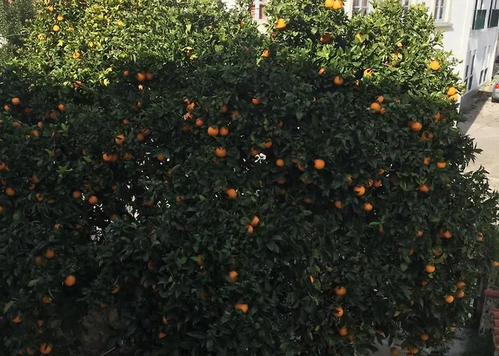 Orange Tree House, Silver Coast, Alcobaça, Nazaré Alpedriz